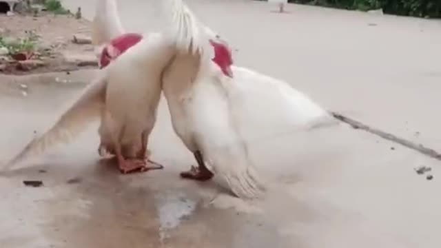 is this how duck fight with each other