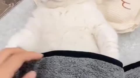 Cute Cats and Funny Animals Videos 2022