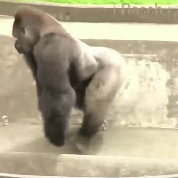 Funny Monkeys make me Happy