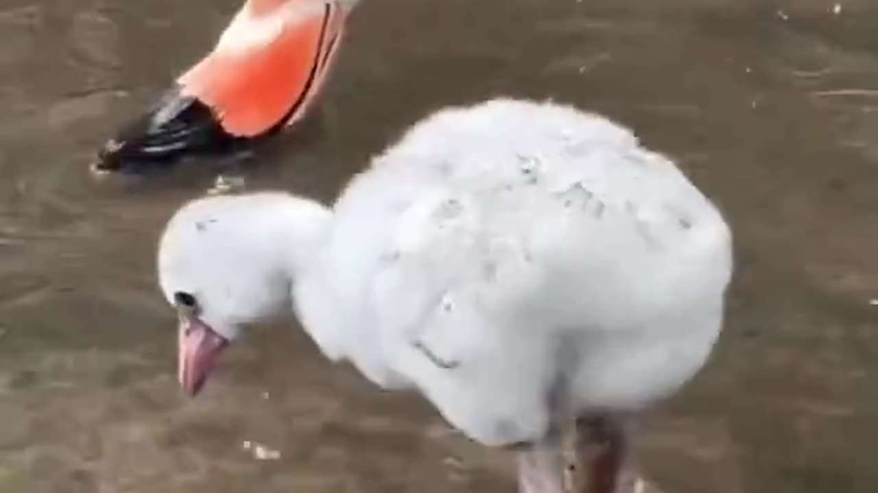 Baby flamingo 😘learning to paddle