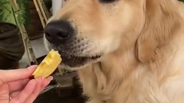 1.ASMR Golden Retriever Eating Juicy Apples LEOASMR