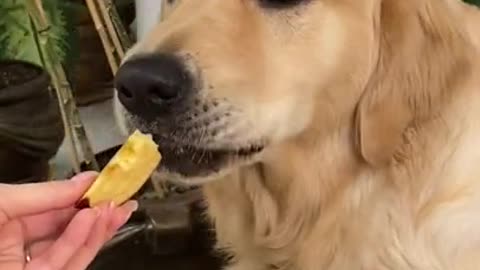 1.ASMR Golden Retriever Eating Juicy Apples LEOASMR