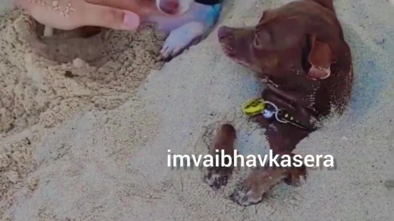 POV of Dogs