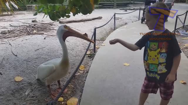 FORGET CATS! Funny KIDS vs ZOO ANIMALS are WAY FUNNIER! - TRY NOT TO LAUGH