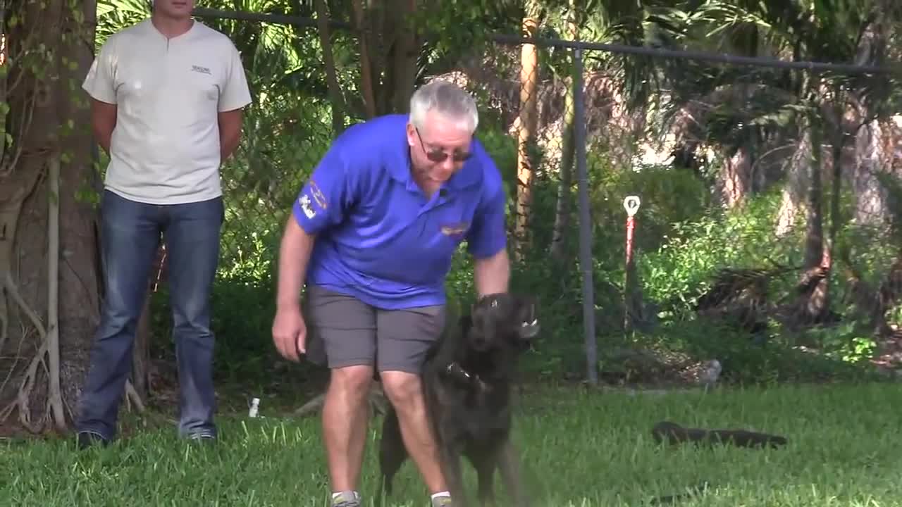 Teaching Protection Dogs to Bark at strangers in public