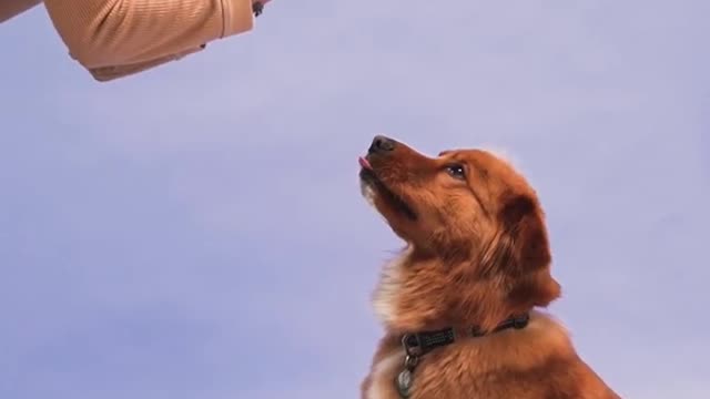 Funniest and cutest dog training vedio