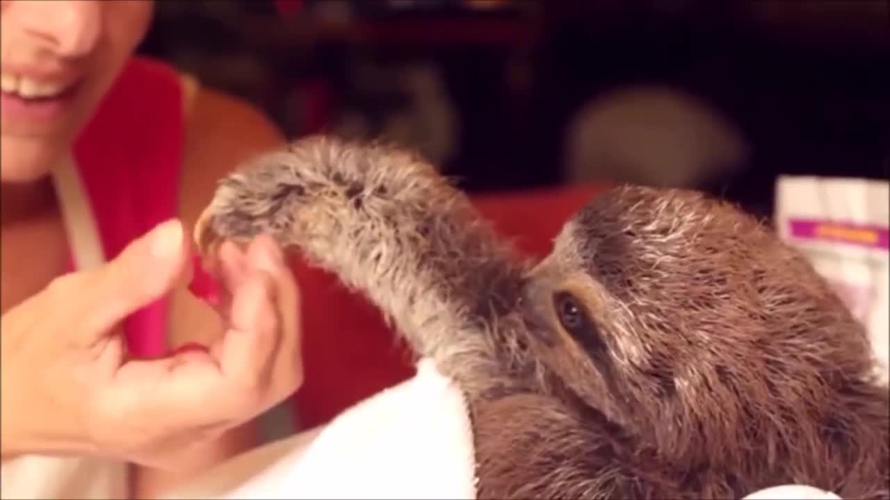 happy sloth gives human flower