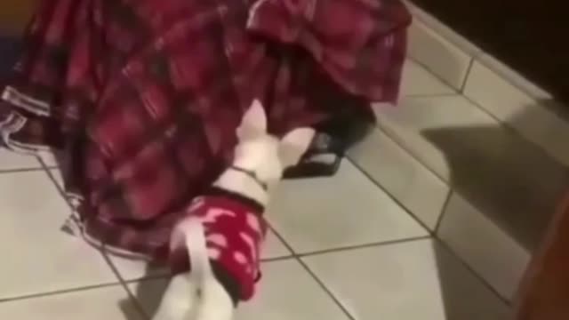 CUTE ANIMAL VIDEOS 😍😍 #10#shorts#love#animal (2022)