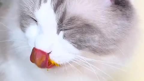 Cat Eating