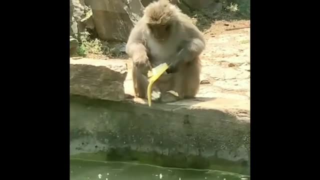 The monkey who learned an important lesson
