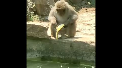 The monkey who learned an important lesson