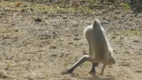 Funny animal video