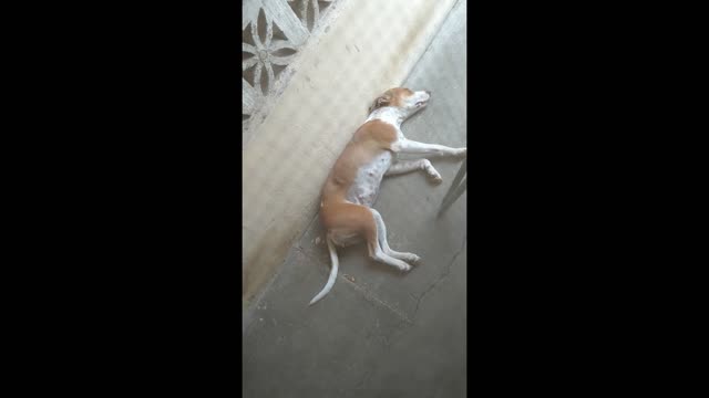 Cute dog sleeping moving the tail