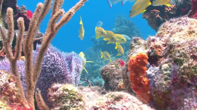 Beautiful Coral Reef Fish, Relaxing Ocean Fish, & Stunning Aquarium .