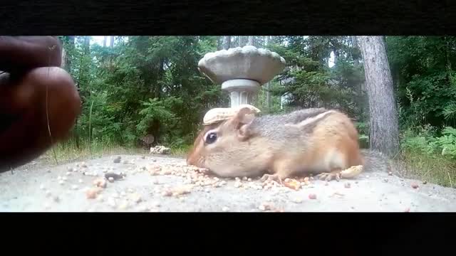 A hamster is eating seriously, and it doesn't care if there is a peanut shell on its head