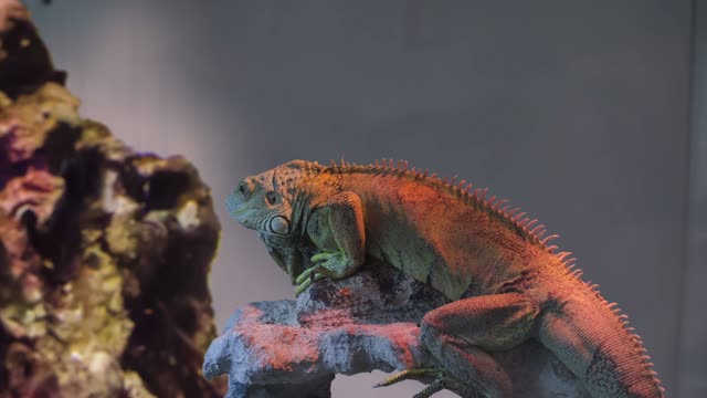 Lizard - 72381