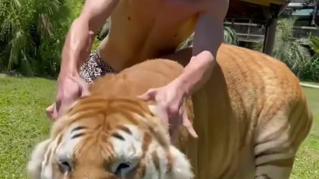 The tiger gotta love the ear massage 😍🐯