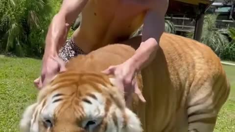 The tiger gotta love the ear massage 😍🐯