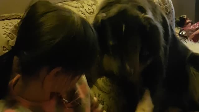 Lilly the dog trying to make freinds with my daughter in Germany.