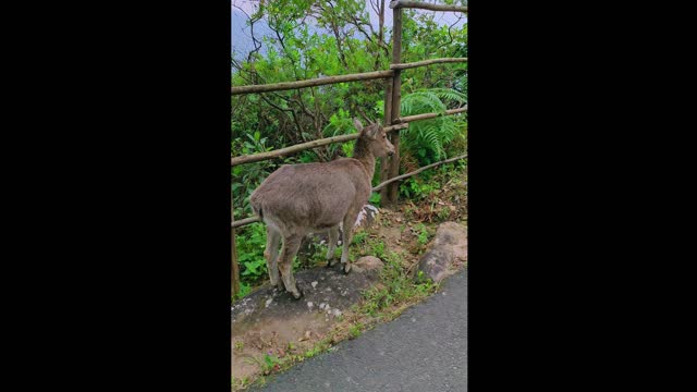 Nilgiri tahr facing tourists