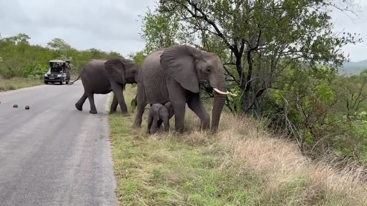 Wild Elephants Crossing on Road