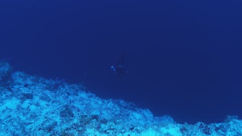 The Man Who Swims Towards Sharks | #OurBluePlanet | BBC Earth