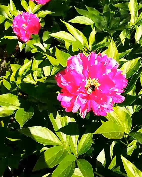Bumblebee on a flower