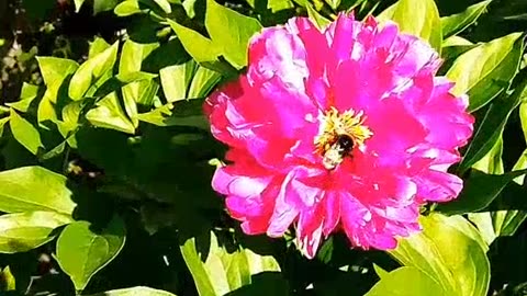 Bumblebee on a flower