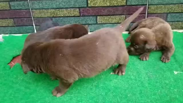 Newly born cute puppies