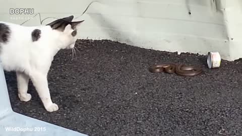 Cat vs Cobra Snake Real Fight