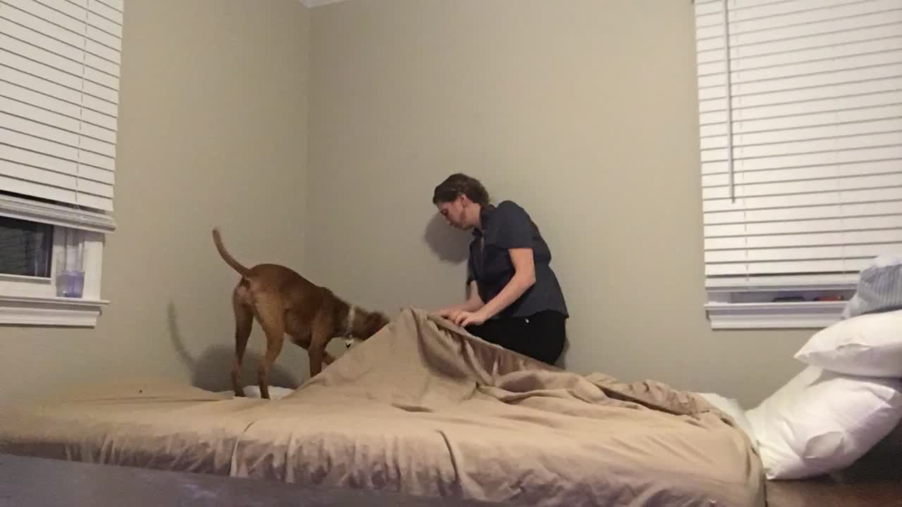 Making The Bed With a Velcro Dog