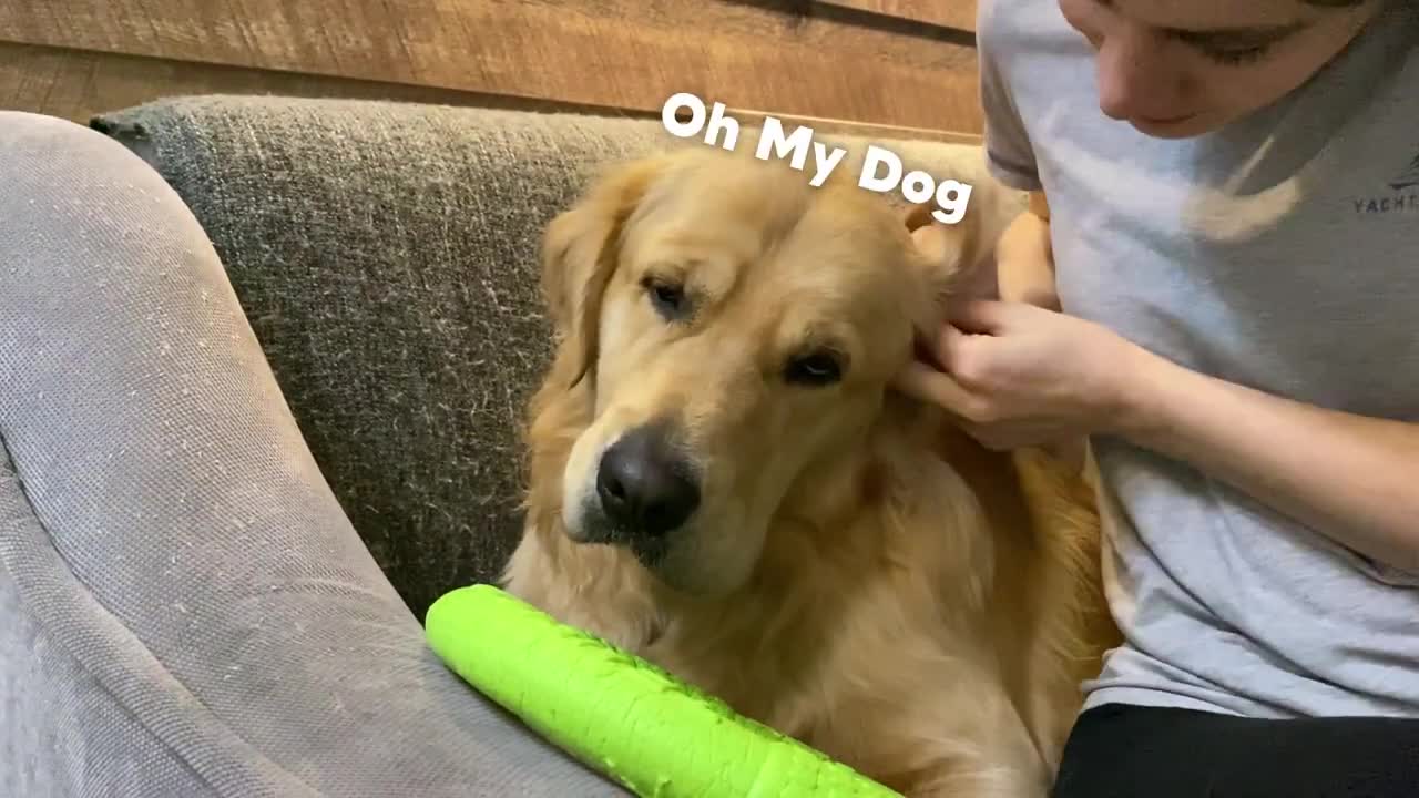 Cleaning My Dog Ears