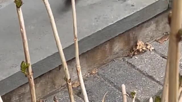 The mouse hunts