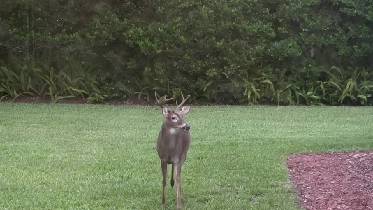 Buck's Tongue Hangs Out