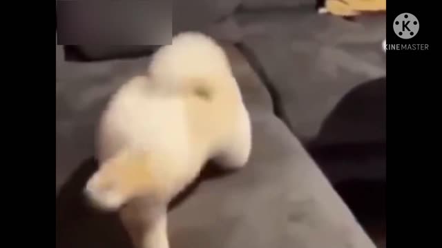 A dog with graceful dance steps