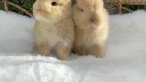 ✨Netherland📈Dwart Bunnies 💛