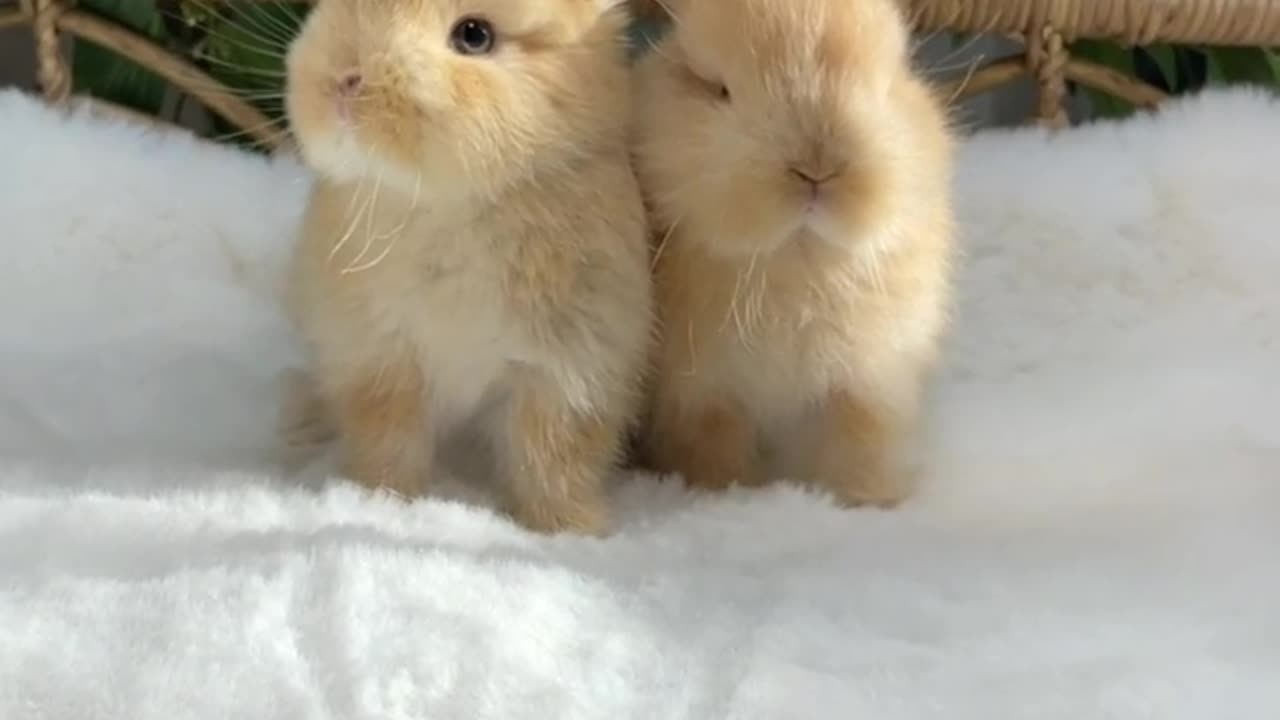 ✨Netherland📈Dwart Bunnies 💛