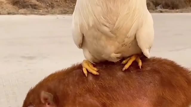 Animals stand on pigs, two adorable animals