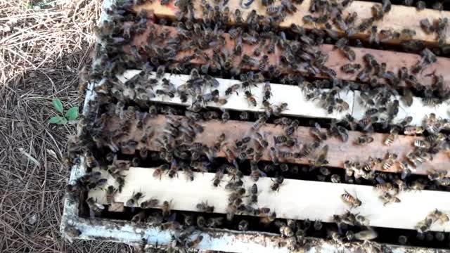 Comb Queen Bees