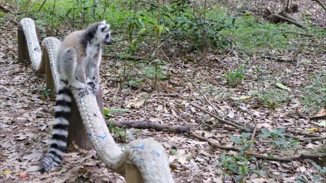 Raccoon imagines himself riding a motorcycle