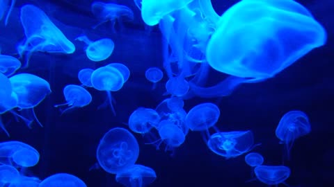 jellyfish