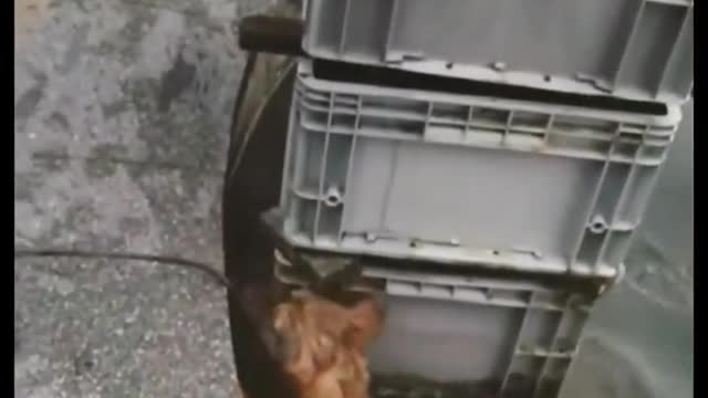 A dog rescued a cat that fell into the water.