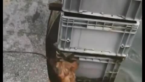 A dog rescued a cat that fell into the water.