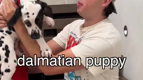 Dalmatian Dog