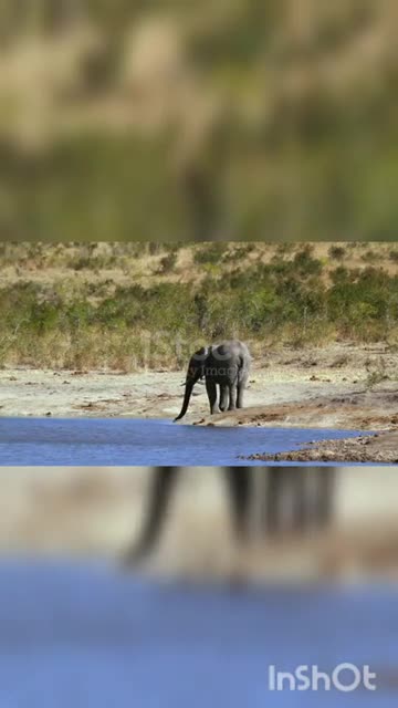 African bush elephant drinking on lake side in Kruger National park, South Africa