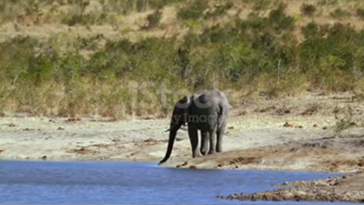 African bush elephant drinking on lake side in Kruger National park, South Africa