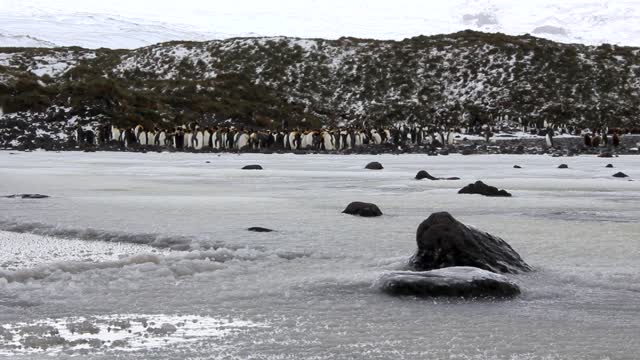 Cute King Penguin Chick Falls Through Ice