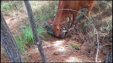 51 - No 5 Droughtmaster Mum has given birth to baby Bull Calf 8.5.22