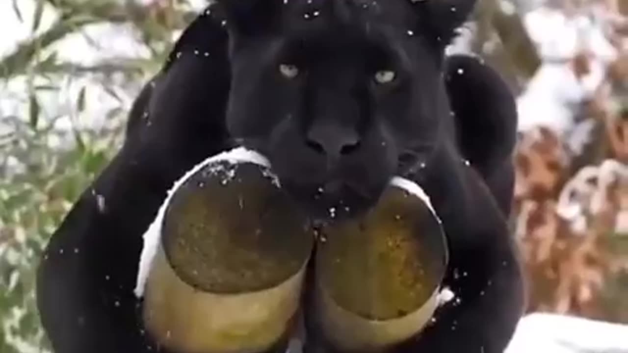 What a beautiful black cat in the snow!
