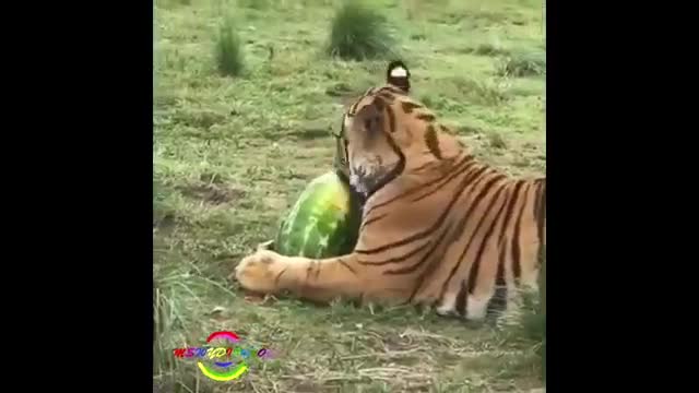 UNBELIEVABLE Animal Moments Caught On Tape Compilation